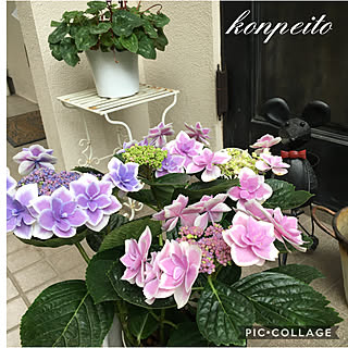 花のある暮らし コンペイトウという名前の紫陽花のインテリア実例 Roomclip ルームクリップ