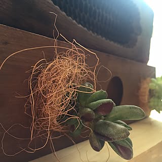 和菓子の型/北海道アンティーク骨董ジャンボリー/日替わり投稿企画!木曜日/植物/北海道...などのインテリア実例 - 2017-07-06 17:16:17
