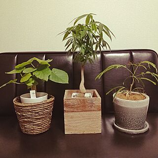観葉植物 インディアンアーモンドのインテリア実例 Roomclip ルームクリップ
