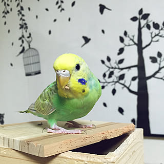 ダイソー 鳥の巣のインテリア実例 Roomclip ルームクリップ