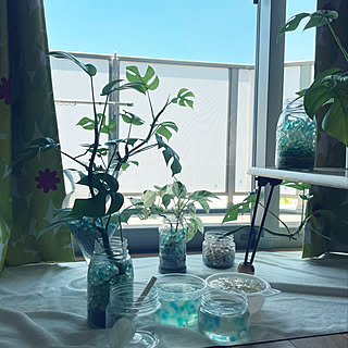 観葉植物 ジェルポリマーのおしゃれなアレンジ 飾り方のインテリア実例 Roomclip ルームクリップ