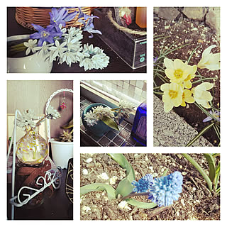 プスキニア 氷の妖精のインテリア実例 Roomclip ルームクリップ