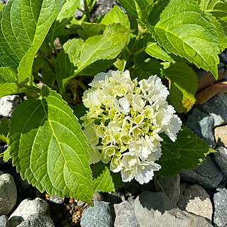 アナベル 挿し木のインテリア実例 Roomclip ルームクリップ