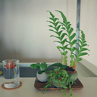 最新カンガルー ポケット 育て 方 すべての美しい花の画像