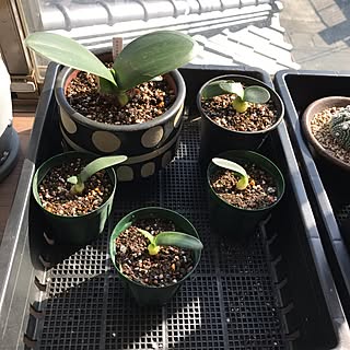 マユハケオモトのインテリア実例 Roomclip ルームクリップ