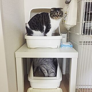 Ikea 猫トイレのインテリア実例 Roomclip ルームクリップ