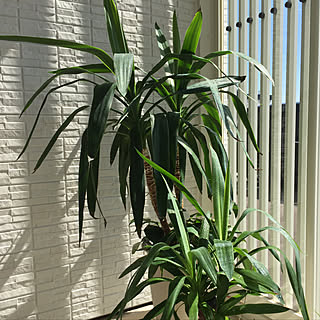 玄関フード内のインテリア実例 Roomclip ルームクリップ