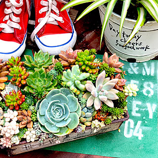 寄せ植え 梅雨のインテリア実例 Roomclip ルームクリップ