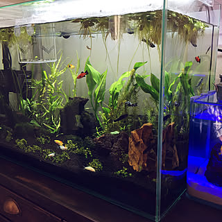 水草 溶岩石のインテリア実例 Roomclip ルームクリップ