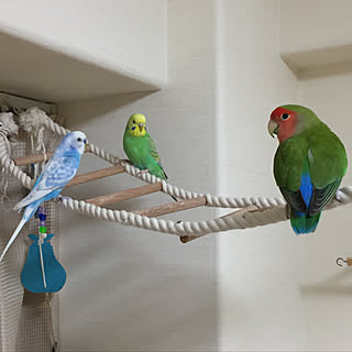 壁/天井/ペットと暮らす家/ナチュラルインテリア/鳥/RCの出会いに感謝♡...などのインテリア実例 - 2017-10-14 21:21:21