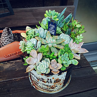 玄関/入り口/RCの出会いに感謝♡/いいね&フォローありがとうございます☆/サビサビ雑貨/NO GREEN NO LIFE...などのインテリア実例 - 2018-09-08 13:27:35