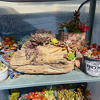 ネルソル 多肉植物のある暮らしのインテリア実例 Roomclip ルームクリップ