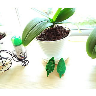 コバエ対策 観葉植物のある暮らしのインテリア実例 Roomclip ルームクリップ コバエ対策 観葉植物のある暮らしのインテリア実例 Roomclip ルームクリップ