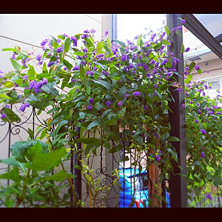 ハーデンベルギア 紫花のインテリア実例 Roomclip ルームクリップ