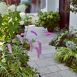 アナベル ノリウツギ ライムライトのインテリア実例 Roomclip ルームクリップ