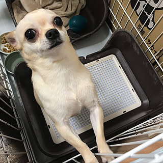ベッド周り/建て替え中~☆/癒しですね( *´艸`)/犬/マンション...などのインテリア実例 - 2018-12-30 23:51:12