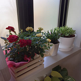 一人暮らし 鉢植えのインテリア レイアウト実例 Roomclip ルームクリップ