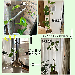 強剪定 フィカスアルテシマ剪定記録のインテリア実例 Roomclip ルームクリップ