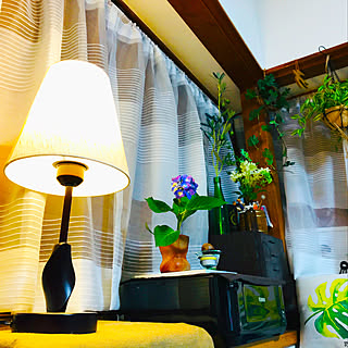 紫陽花 アボカド水栽培のインテリア実例 Roomclip ルームクリップ 紫陽花 アボカド水栽培のインテリア実例 Roomclip ルームクリップ