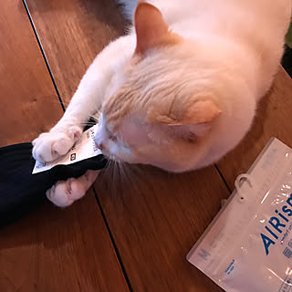 机/お手伝い(=^x^=)/里山/暮らしの一コマ/ねこ...などのインテリア実例 - 2018-05-25 15:25:37