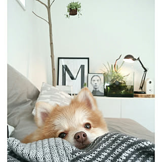 ベッド周り ポメラニアンのインテリア実例 Roomclip ルームクリップ