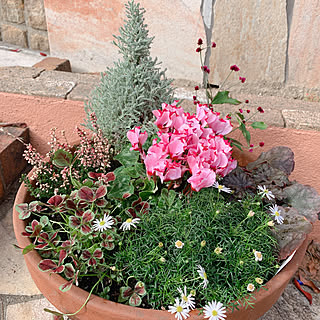 コットンラベンダーのインテリア実例 Roomclip ルームクリップ