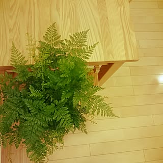 机/無印良品　/IKEA/植物に囲まれ隊/カインズ...などのインテリア実例 - 2017-06-18 20:47:14