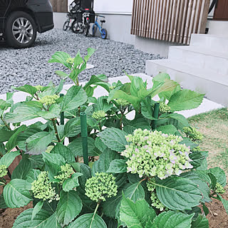 鉢植えのアジサイのインテリア実例 Roomclip ルームクリップ