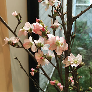 玄関/入り口/啓翁桜/RCでの出会いに感謝です♡/注文住宅/フォロワーさん200人超えました♡...などのインテリア実例 - 2018-01-11 07:22:03