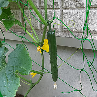 サントリー本気野菜のインテリア実例 Roomclip ルームクリップ