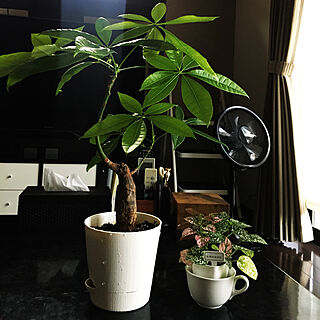 観葉植物 パキラの成長速度はんぱないのインテリア実例 Roomclip ルームクリップ