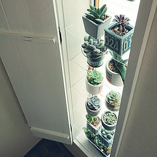 棚/ガーデニング/多肉棚/鎧戸/鎧戸風...などのインテリア実例 - 2018-10-04 22:10:56
