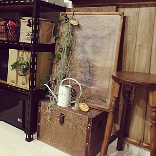 もしゃもしゃ植物のインテリア実例 Roomclip ルームクリップ もしゃもしゃ植物のインテリア実例 Roomclip ルームクリップ