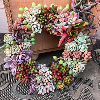 多肉植物 ザルのインテリア実例 Roomclip ルームクリップ 多肉植物 ザルのインテリア実例 Roomclip ルームクリップ