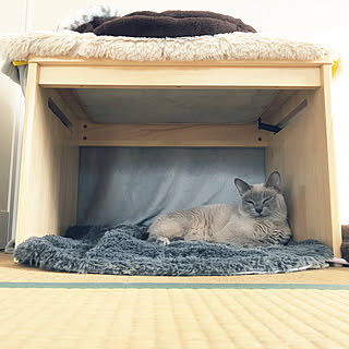 リビング/一人暮らし/3LDK/猫/ペットインテリア...などのインテリア実例 - 2018-01-27 10:42:31