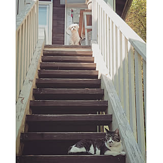 ベランダ 犬のいる暮らしのインテリア実例 Roomclip ルームクリップ ベランダ 犬のいる暮らしのインテリア実例 Roomclip ルームクリップ