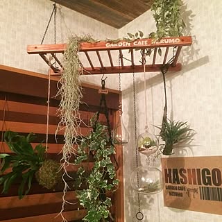 苔玉コウモリランのインテリア実例 Roomclip ルームクリップ