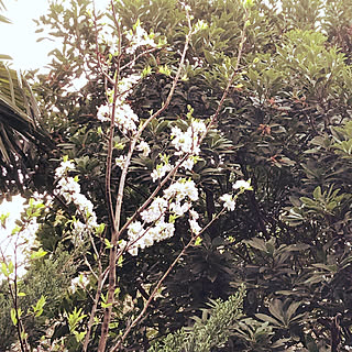 東京城南大田区/野鳥多くやってくる/モレシャンズ倶楽部/開花しました〜♡/桜の木...などのインテリア実例 - 2019-03-26 08:19:50