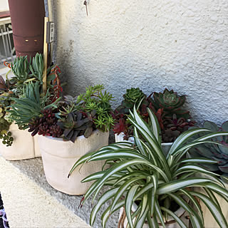 机/植物のある暮らし/いいね!ありがとうございます♪/いいねと、フォローの押し逃げすみません!/いいね♪フォロー本当に感謝感謝です。...などのインテリア実例 - 2019-01-06 09:03:44