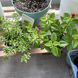 斑入りタイトゴメのインテリア実例 Roomclip ルームクリップ