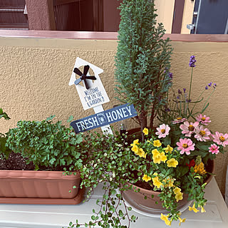 100均 ベランダ菜園のインテリア実例 Roomclip ルームクリップ