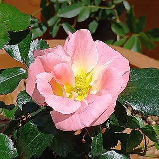 バラ ドリフトローズのインテリア実例 Roomclip ルームクリップ