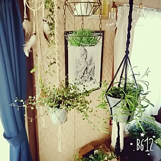 壁/天井/DIY/100均だらけ/NO GREEN NO LIFE/植物園化 計画!...などのインテリア実例 - 2016-05-31 08:32:08