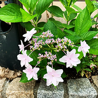 墨田の花火のインテリア実例 Roomclip ルームクリップ