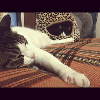 レトロな柄/昭和レトロ/保護猫/コメントお気遣いなく♡/ねこと暮らす...などのインテリア実例 - 2019-10-13 08:55:34