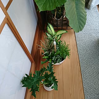 机/買ったもの/日替わり投稿企画!月曜日/観葉植物のインテリア実例 - 2017-07-17 18:20:55