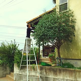 ユーカリ 庭木のインテリア実例 Roomclip ルームクリップ
