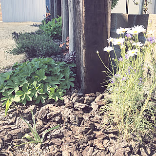 庭 バークチップのインテリア実例 Roomclip ルームクリップ