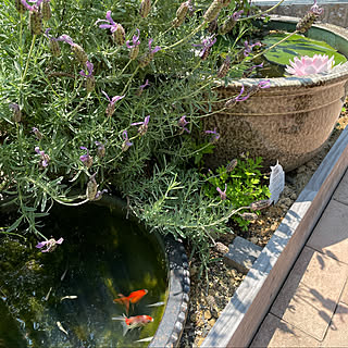 金魚 睡蓮のインテリア実例 Roomclip ルームクリップ