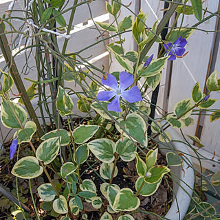 ツルニチニチソウ/ガーデンリビング/花のある暮らし/フォローありがとうございます♪/Instagram→r_6cafe...などのインテリア実例 - 2020-02-24 20:57:02